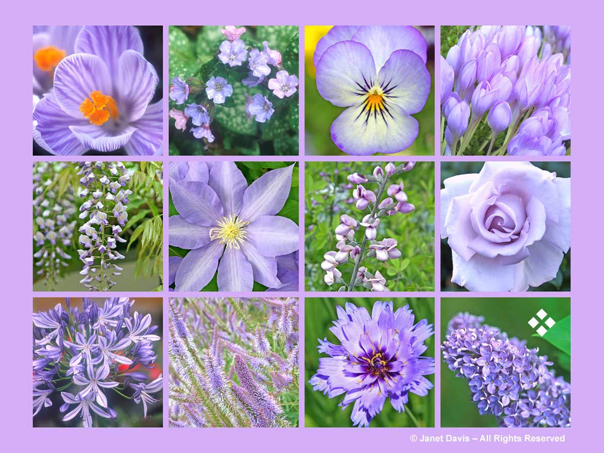 Lilac-Purple Flowers-ThePaintboxGarden