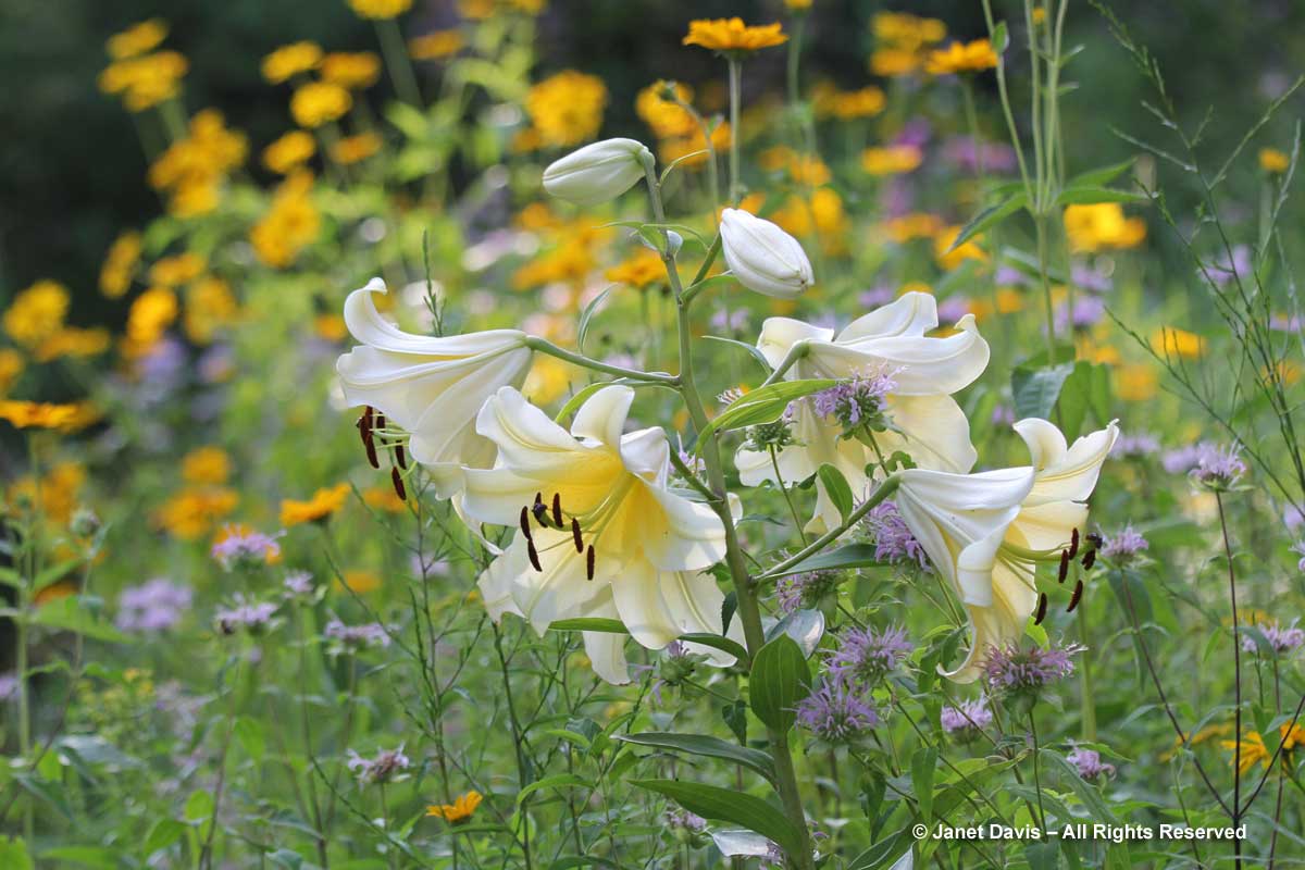 Lilium 'Conca d'Or'-Orienpet Hybrid Lily