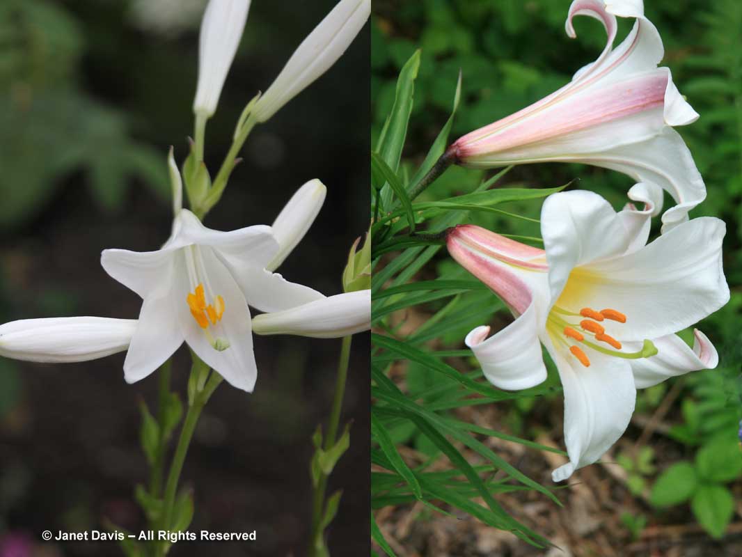 Lilium candidum & Lilium regale