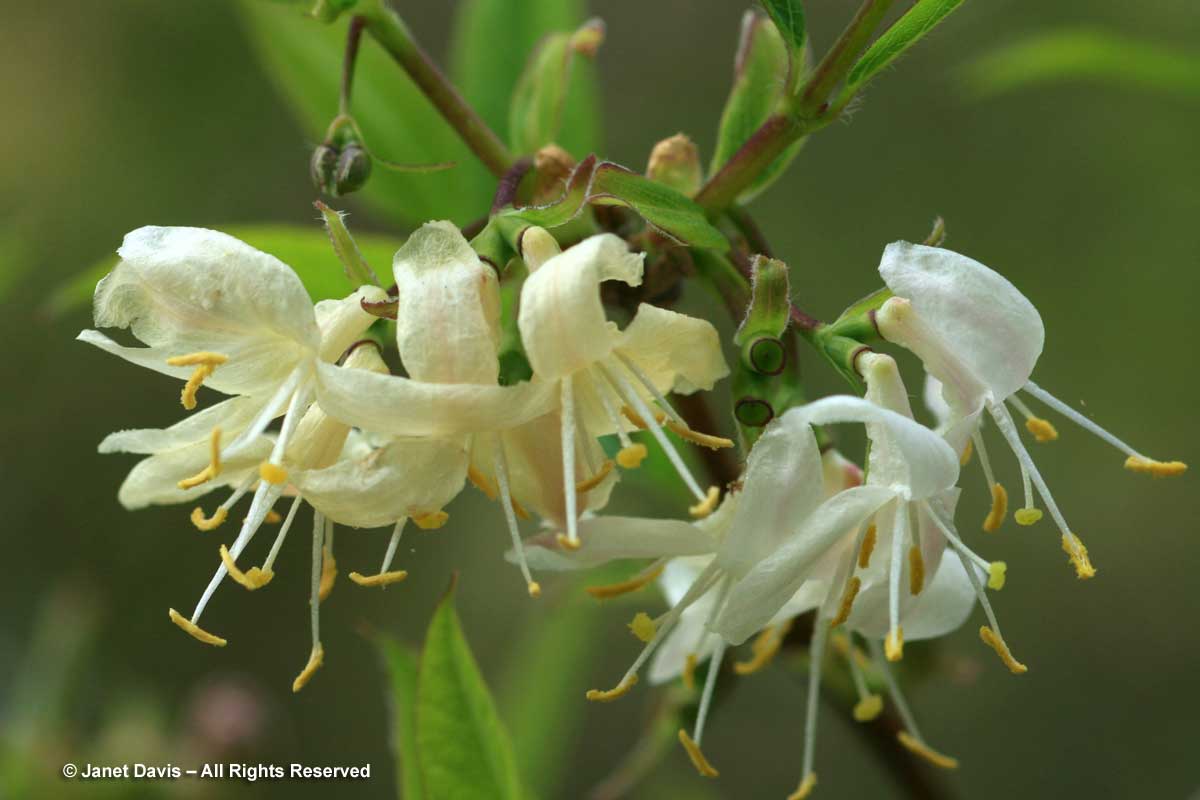 Lonicera fragrantissima2