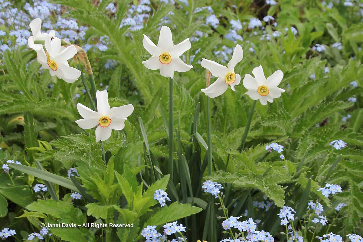 Narcissus poeticus-Poet's daffodil