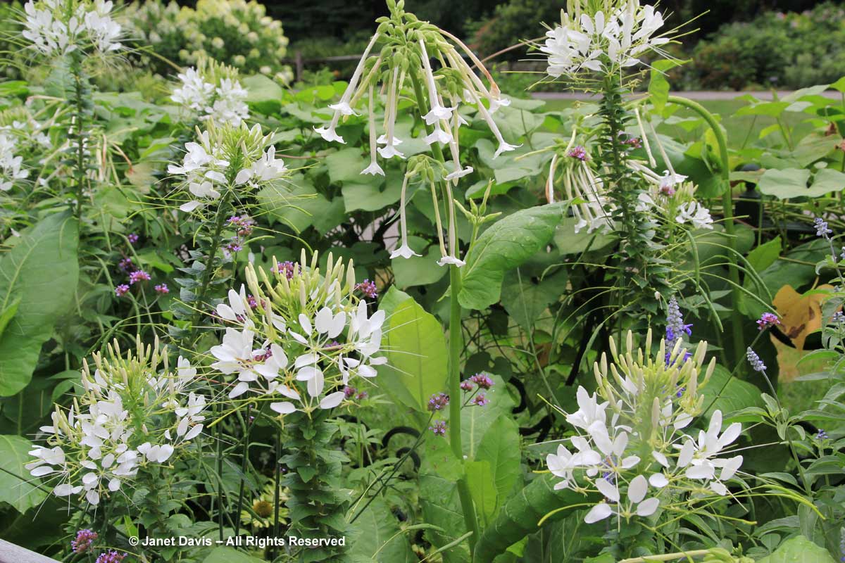 New York Botanical-Nicotiana sylvestris & Cleome