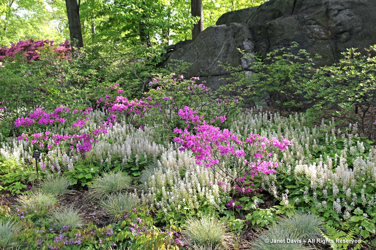 New York Botanical-Tiarella & Rhododendron