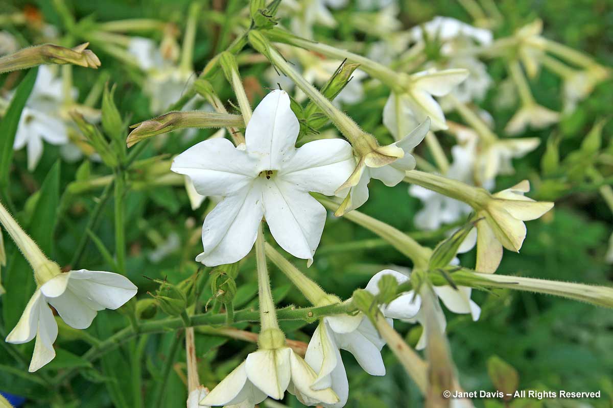 Nicotiana alata-Fragrant tobocco