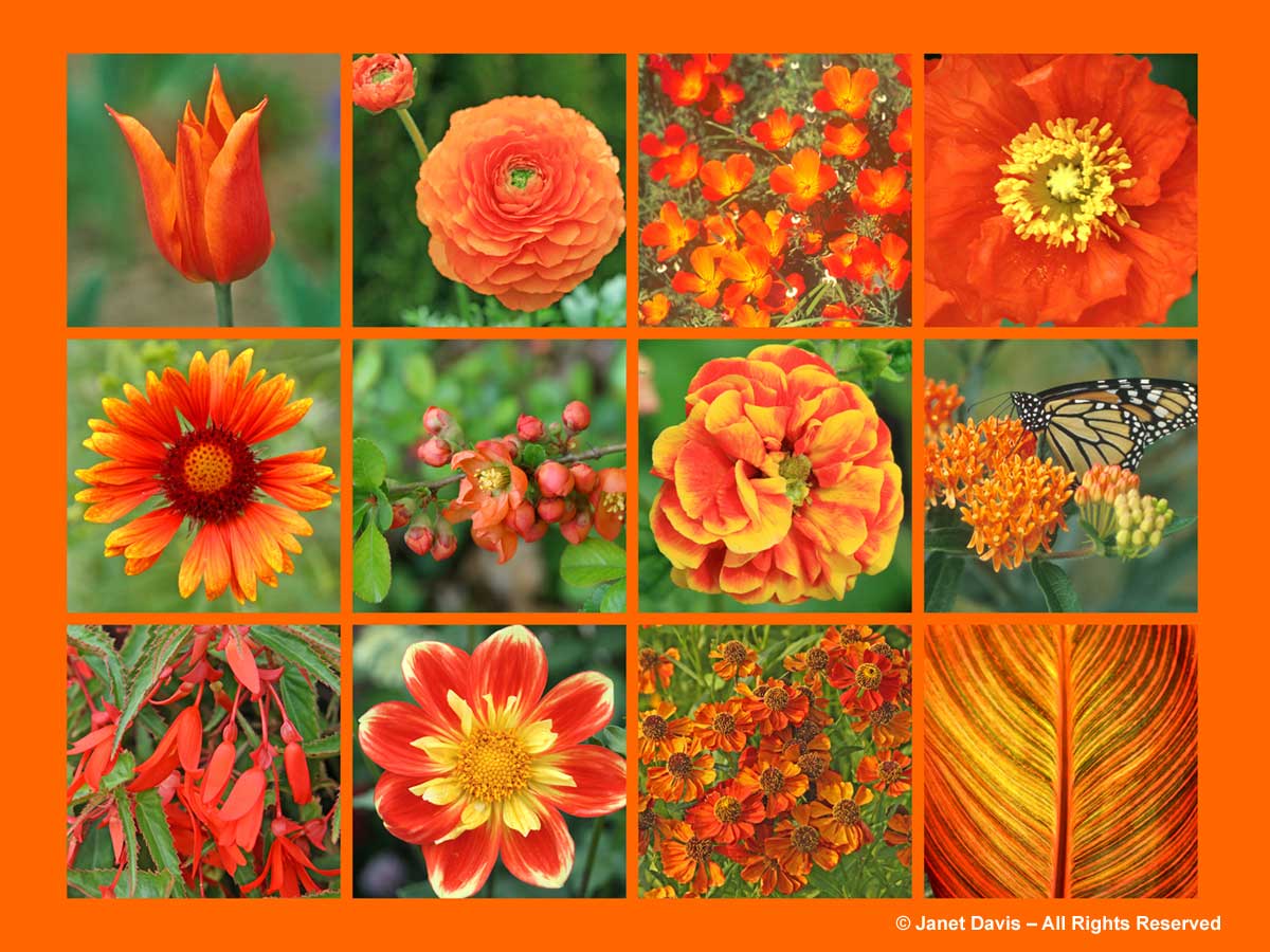 Orange Flowers-ThePaintboxGarden