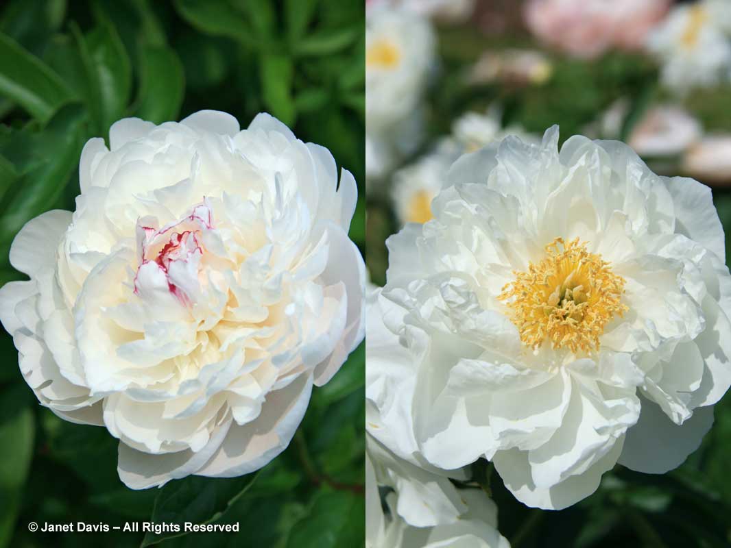 Paeonia 'Festiva Maxima' & 'Miss America'