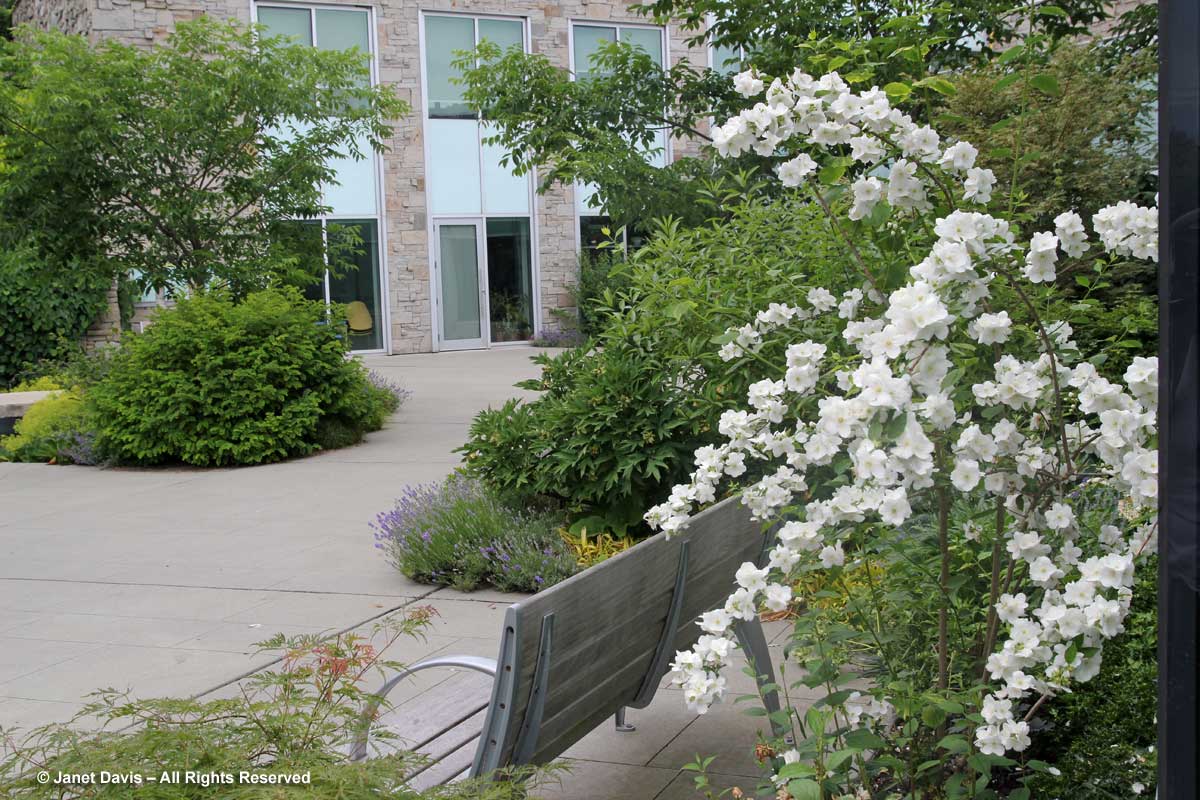 Philadelphus 'Innocence'-Toronto Botanical Garden