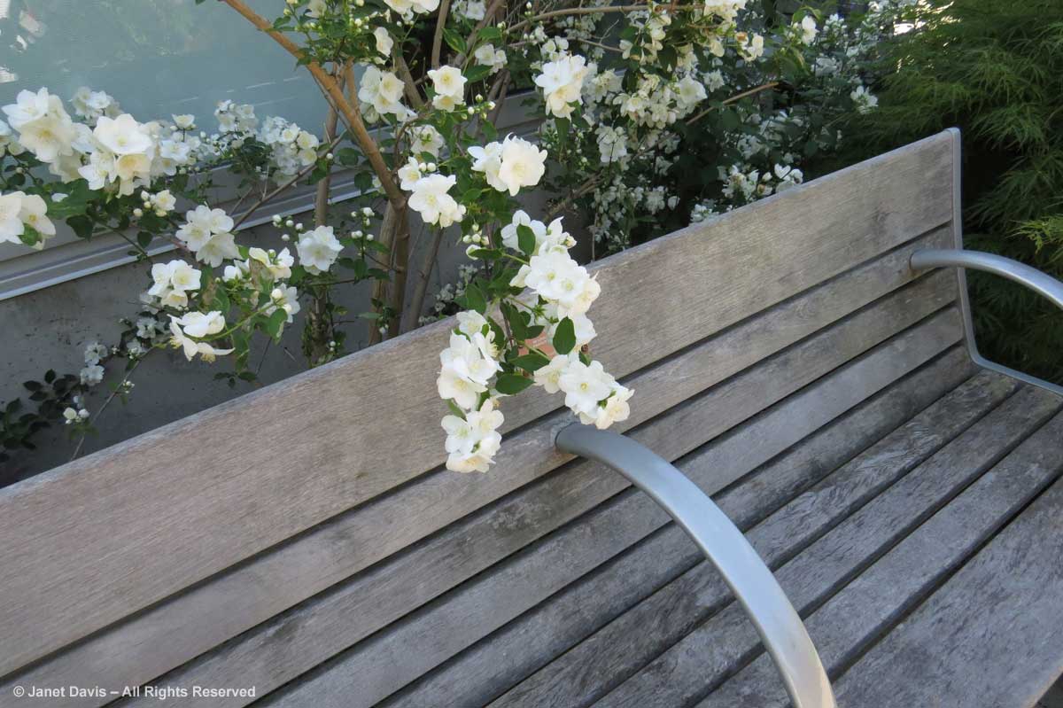 Philadelphus 'Innocence'-bench