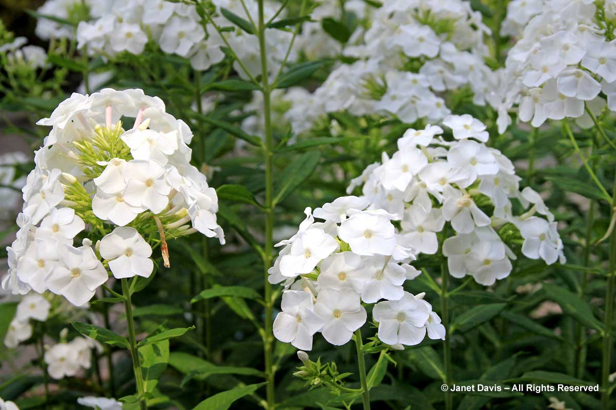 Phlox paniculata 'David'