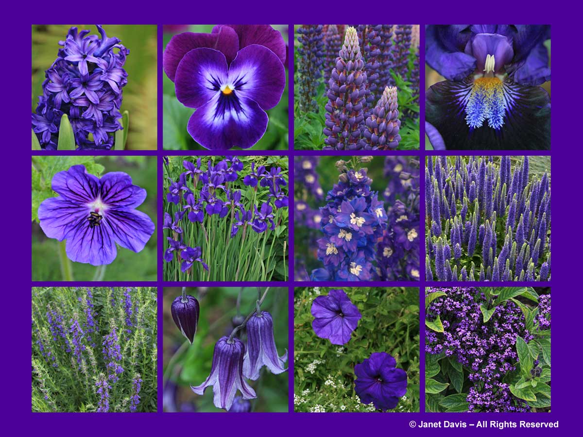 Purple Flowers-ThePaintboxGarden