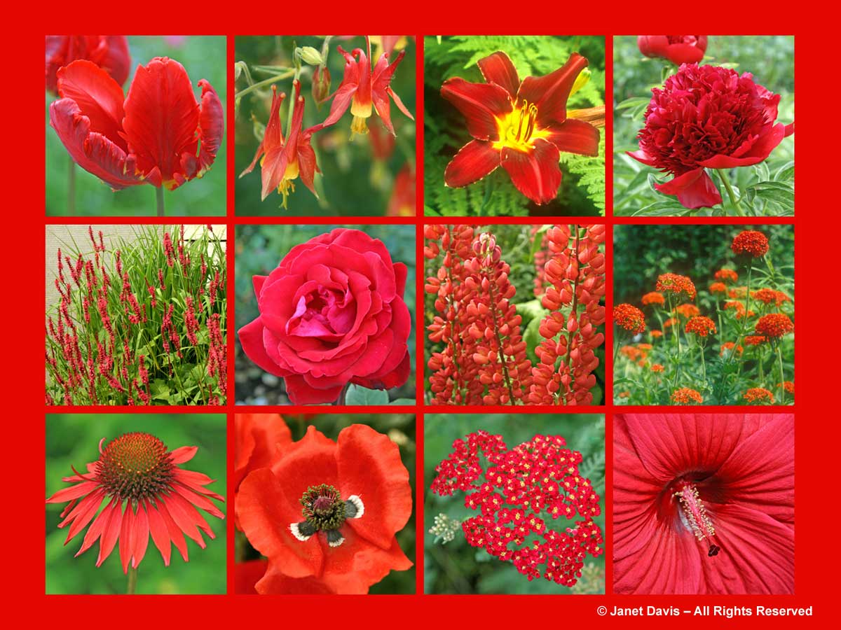 Red Flowers-ThePaintboxGarden
