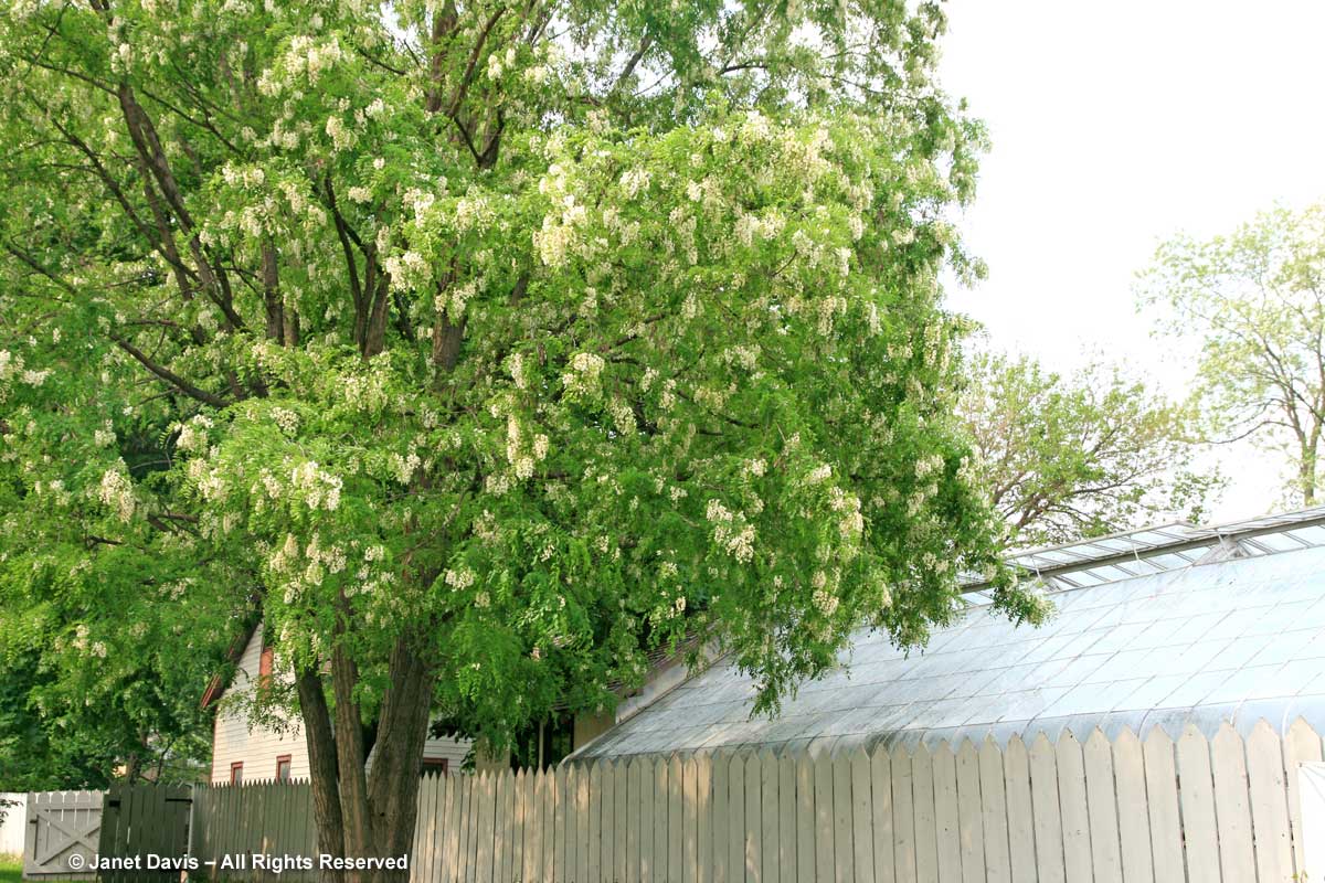 Robinia pseudoacacia-Black locust tree