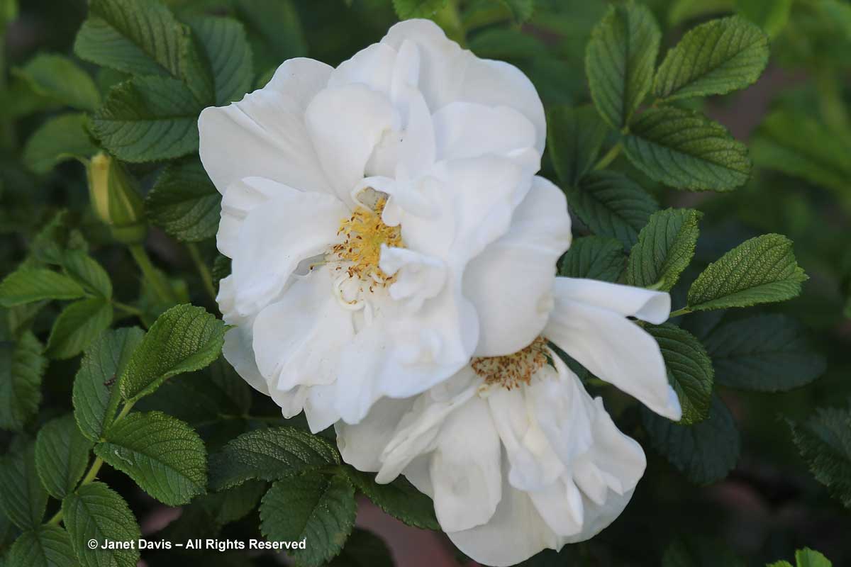 Rosa 'Blanc Double de Coubert'