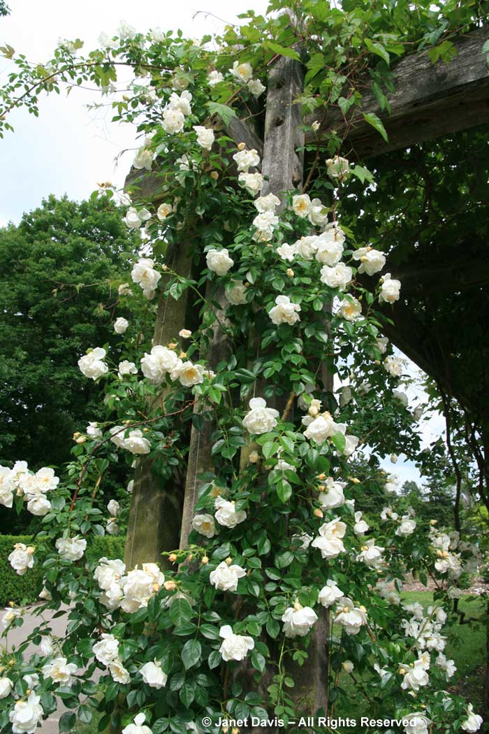 Rosa 'City ofYork'2