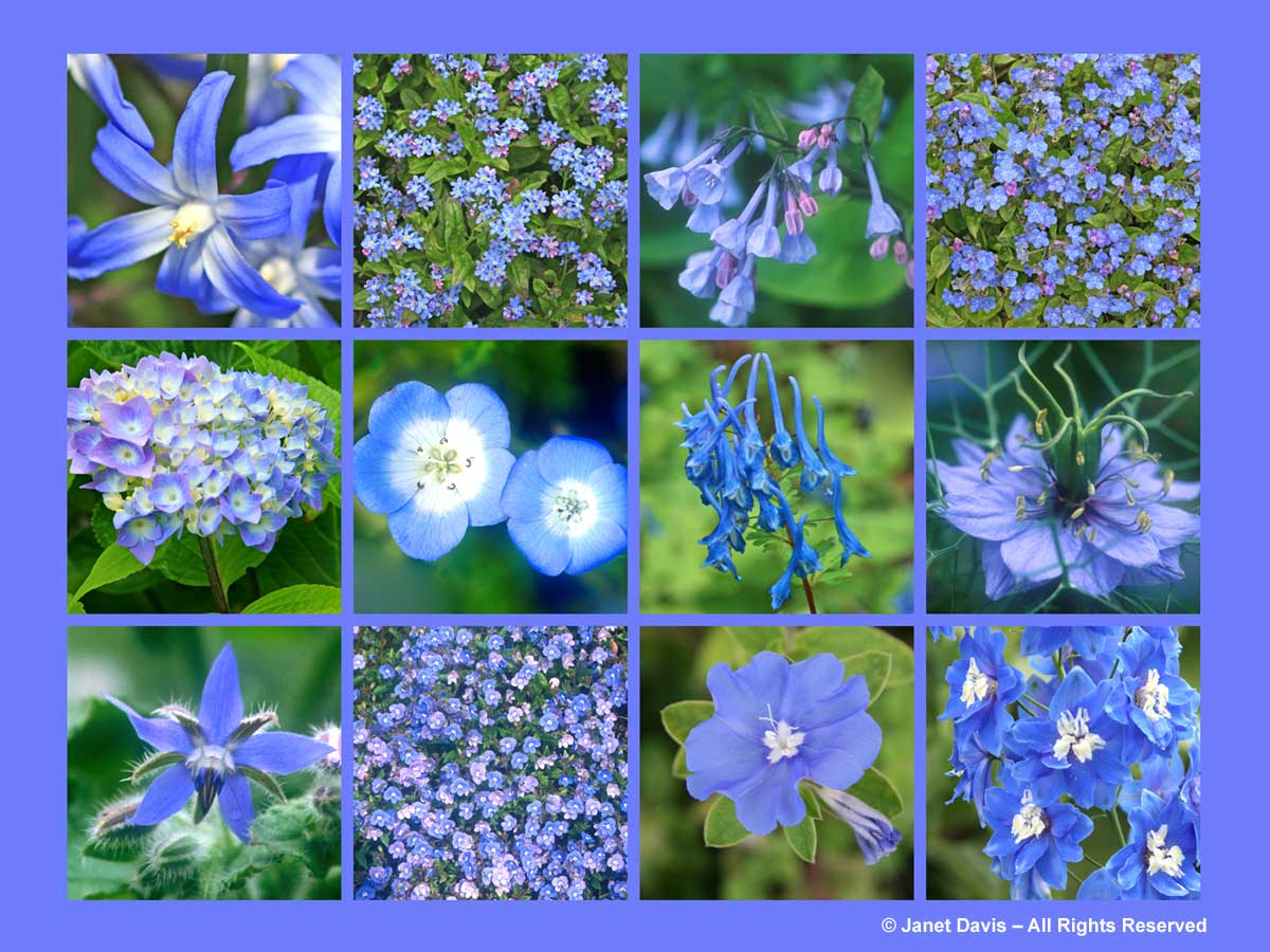 Sky-Blue Flowers-ThePaintboxGarden