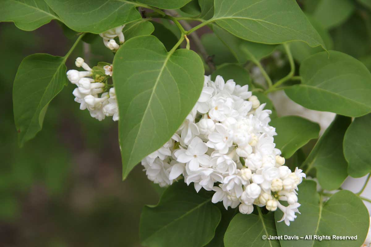 Syringa vulgaris 'Mme.Lemoine-white lilac