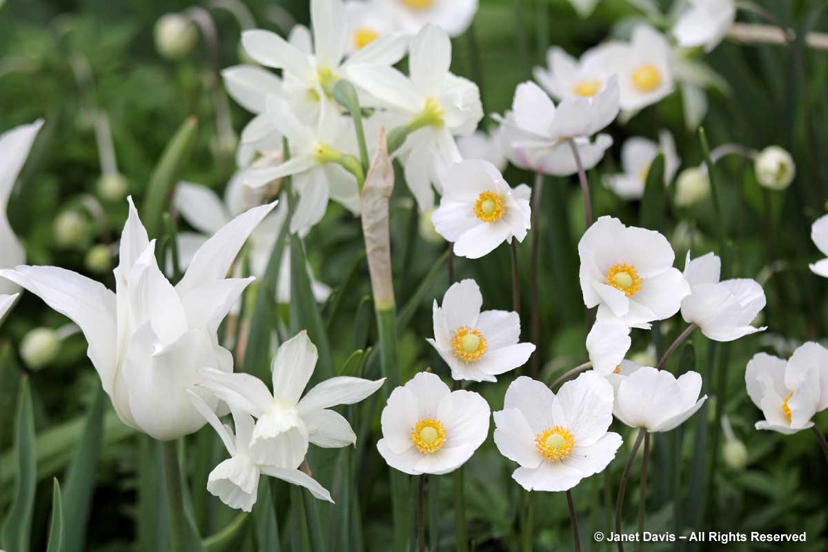 TBG-Beryl Ivey Knot Garden-Anemone sylvestris & Tulipa 'White Elegance'