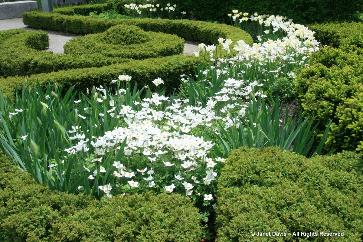 TBG-Beryl Ivey Knot Garden-Spring