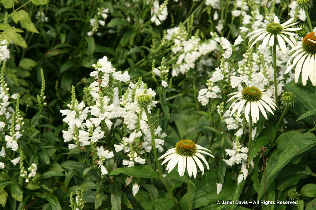 TBG-Beryl Ivey-Physostegia & Echinacea-white flowers