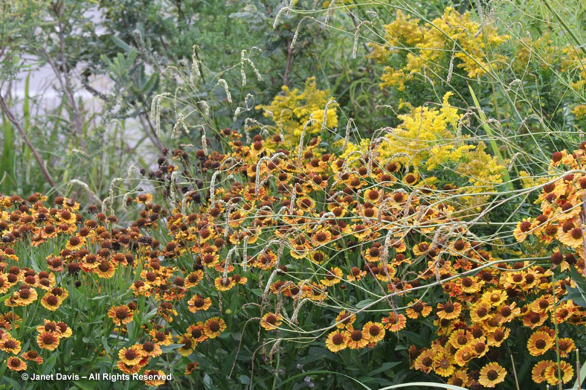 TBG-Sanguisorba tenuifolia 'Alba' & Helenium