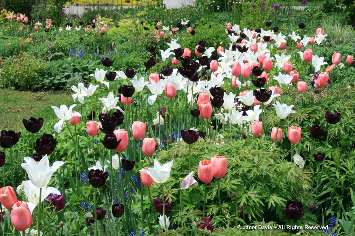 TBG-Spring Bulbs-Tulipa 'White Triumphator'