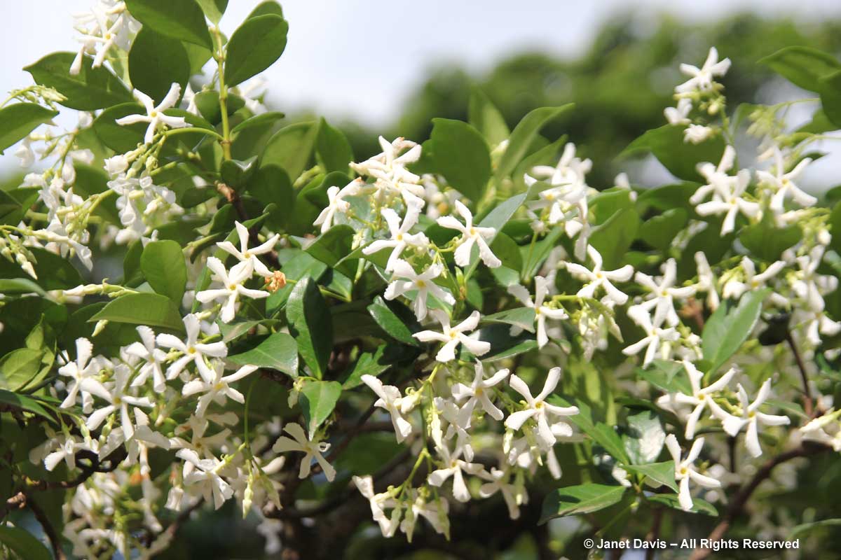Trachelospermum jasminoides-Star jasmine