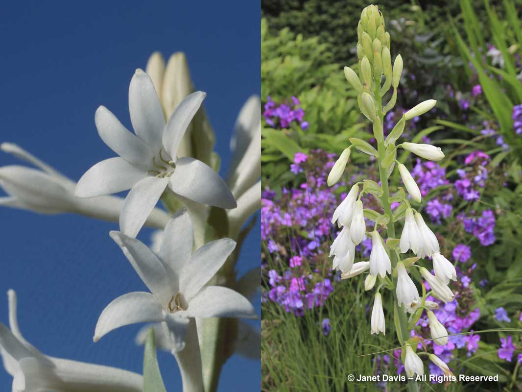 Tuberose & Galtonia