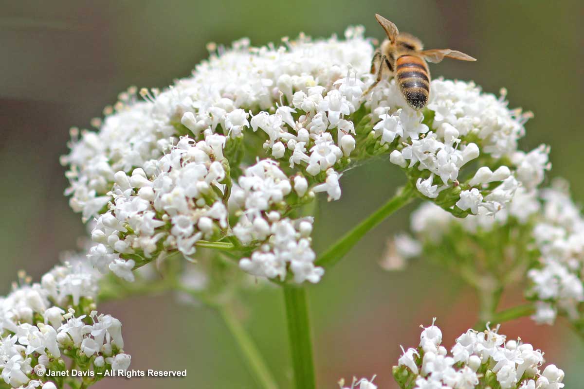 Valeriana officinalis-Valerian