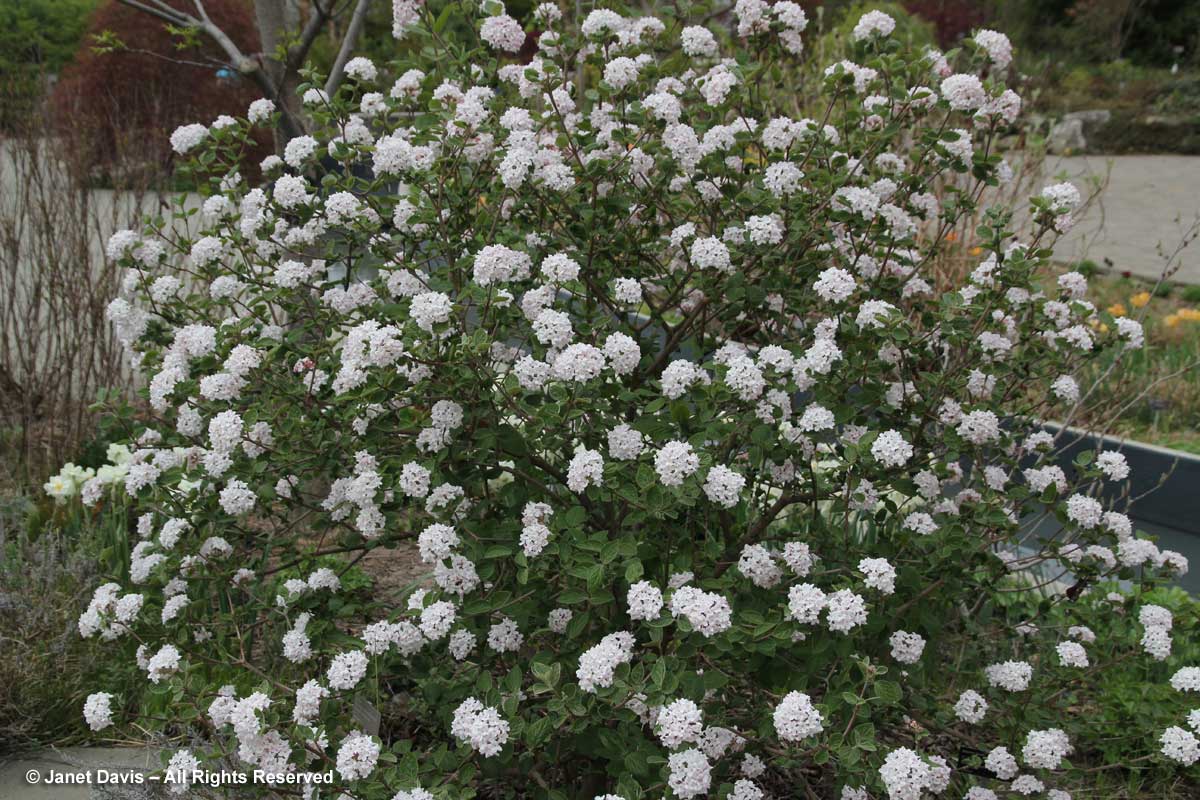 Viburnum carlesii 'Diana'1