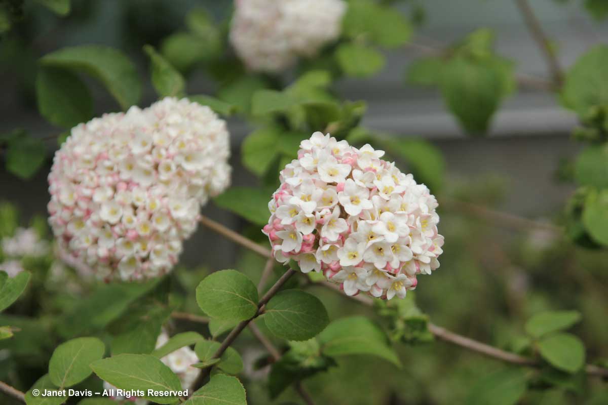 Viburnum carlesii 'Diana'2