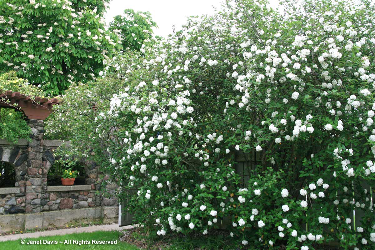 Viburnum x carlcephalum-Spadina House