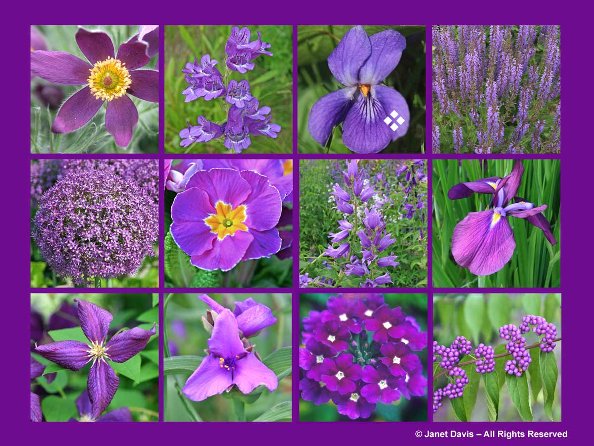 Violet-Purple Flowers-ThePaintboxGarden