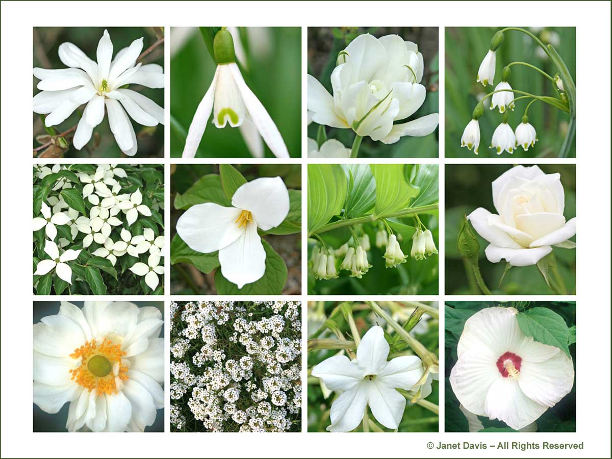 Garden Design Using White Flowers Janet Davis Explores Colour