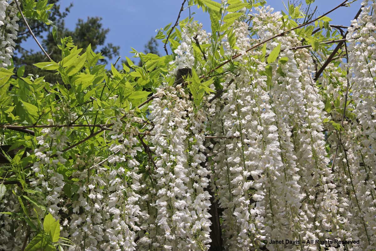 Wisteria sinensis 'Alba'-white Chinese wisteria