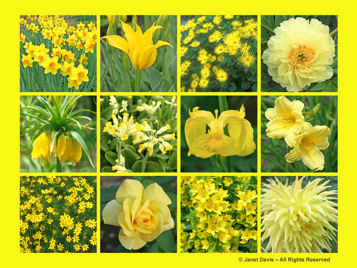 Yellow Flowers-ThePaintboxGarden