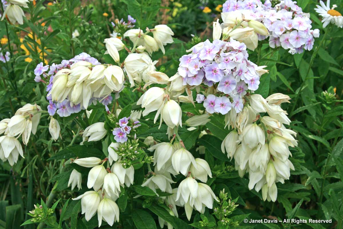 Yucca gloriosa & Phlox paniculata 'Franz Schubert'