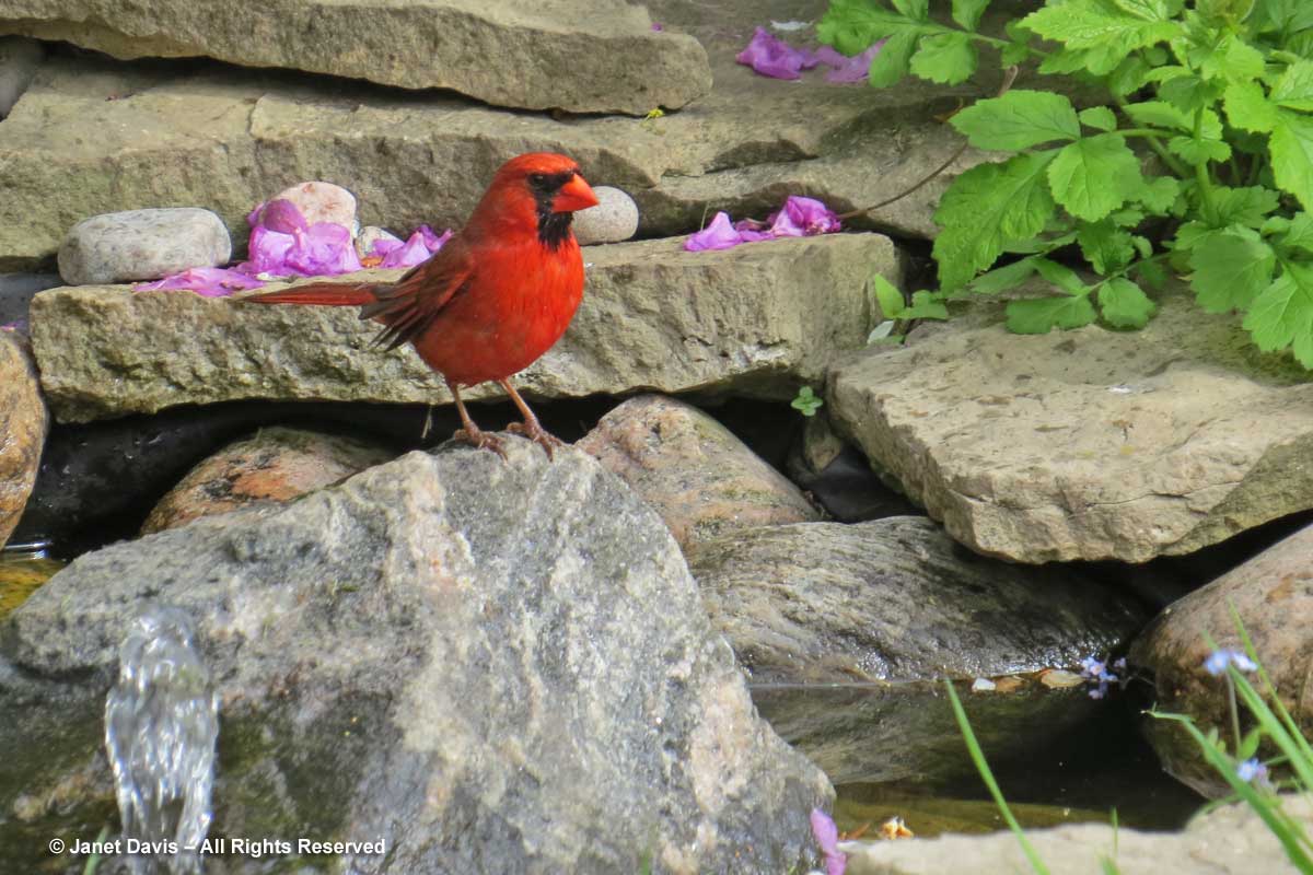 Cardinal in pond-Cardinalis cardinalis