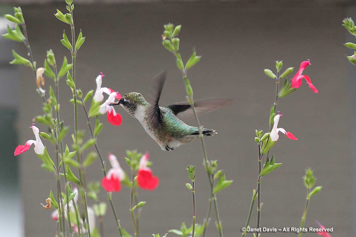 Salvia 'Hot Lips' & Hummingbird