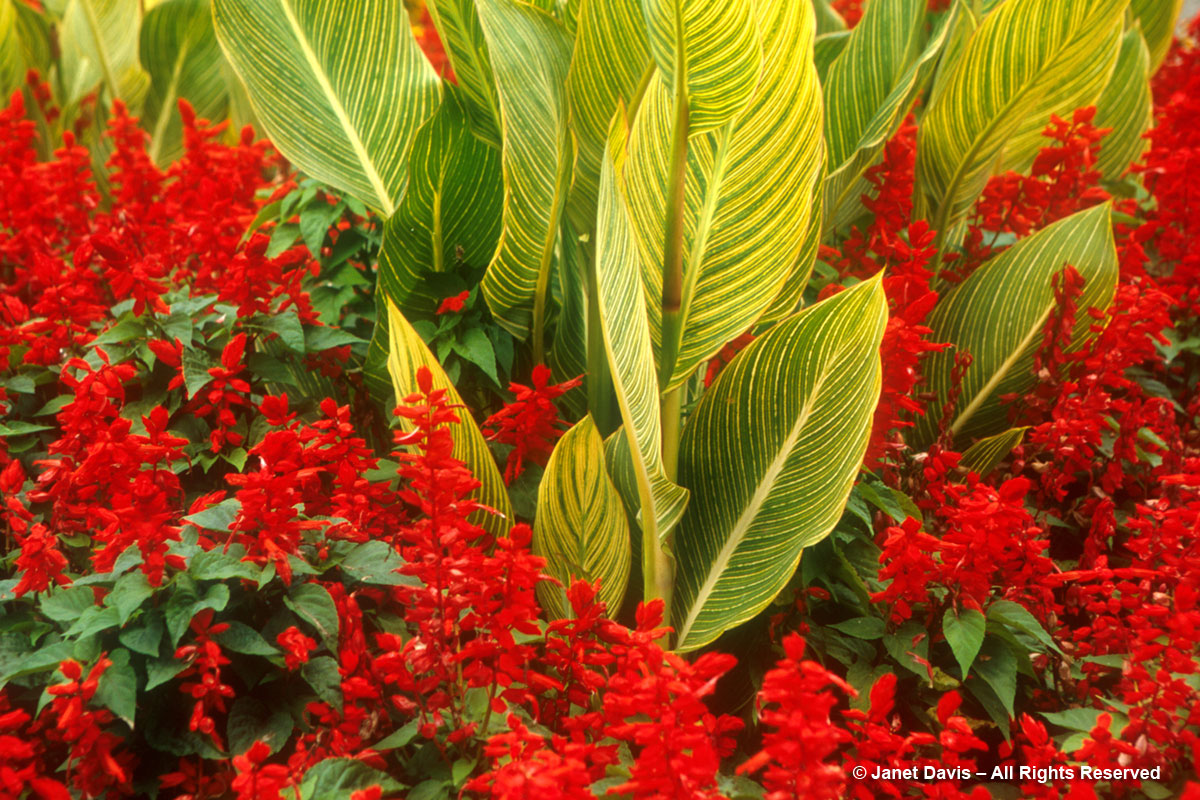 Salvia splendens & Canna 'Pretoria'