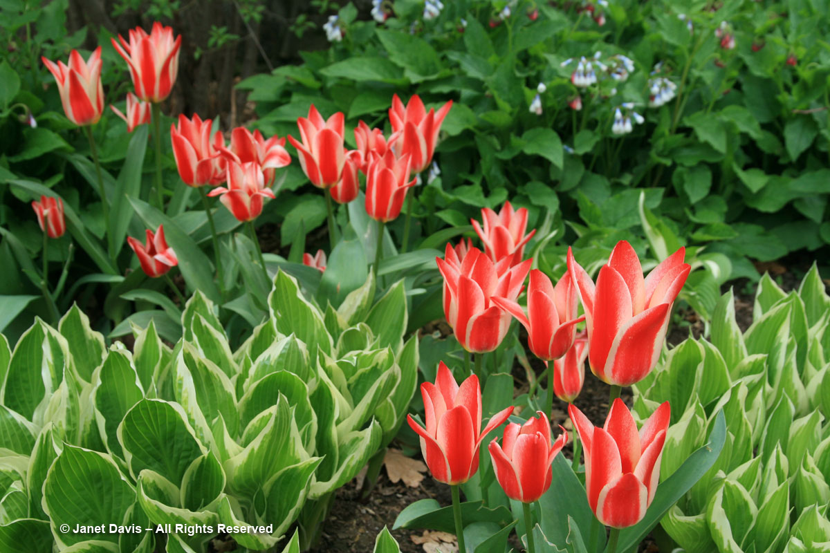 Tulipa 'Pinocchio' & hosta leaves