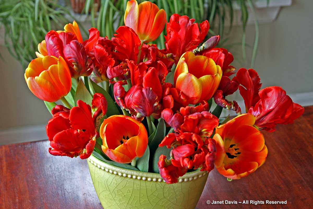 Tulipa 'Rococo' in vase