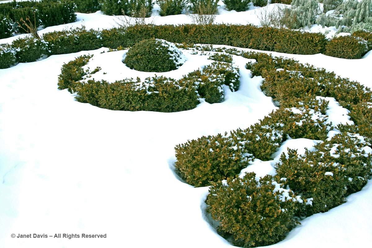 Boxwood Spiral-Beryl Ivey Knot Garden-Toronto Botanical Garden