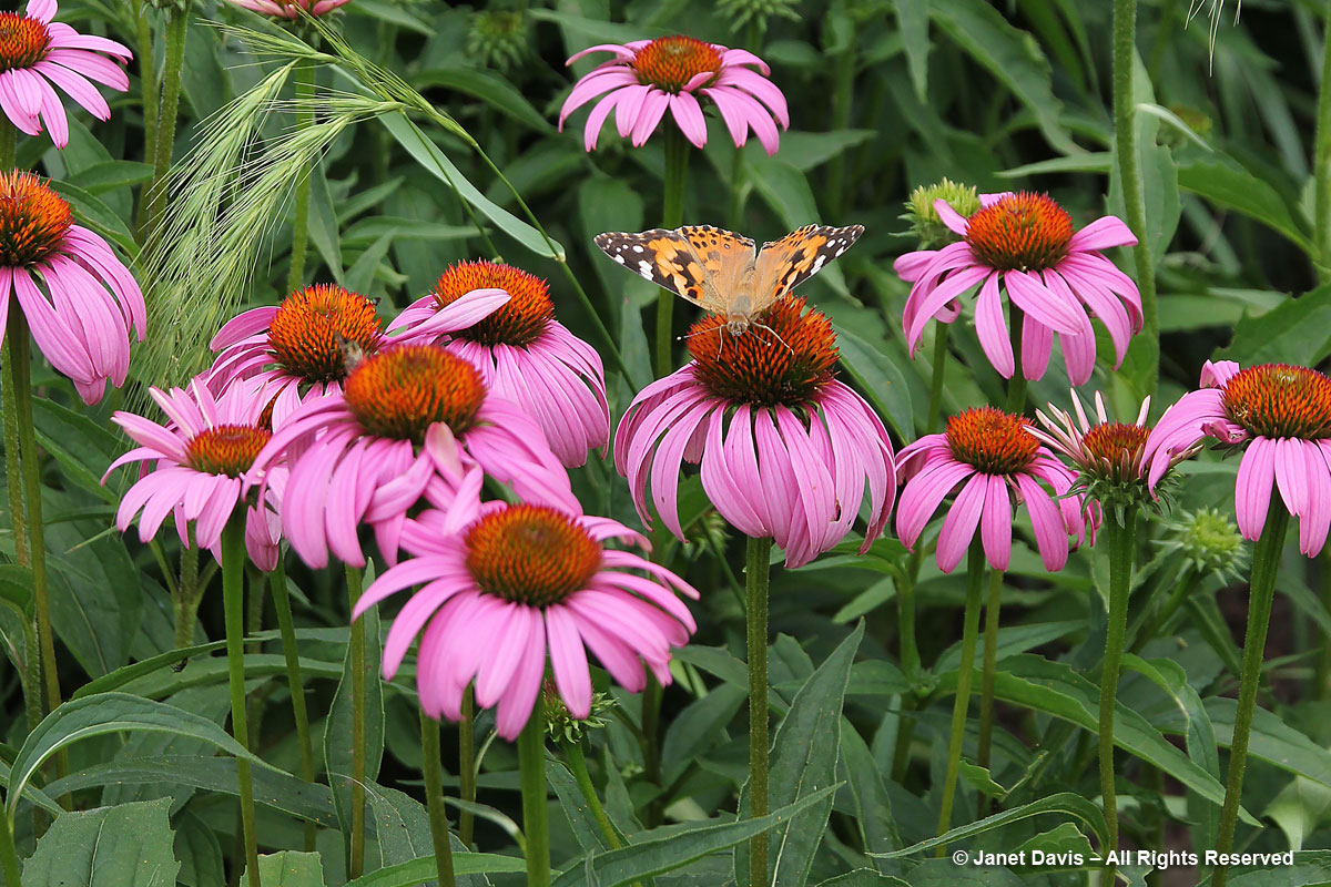 Painted Lady butterfly on echinacea