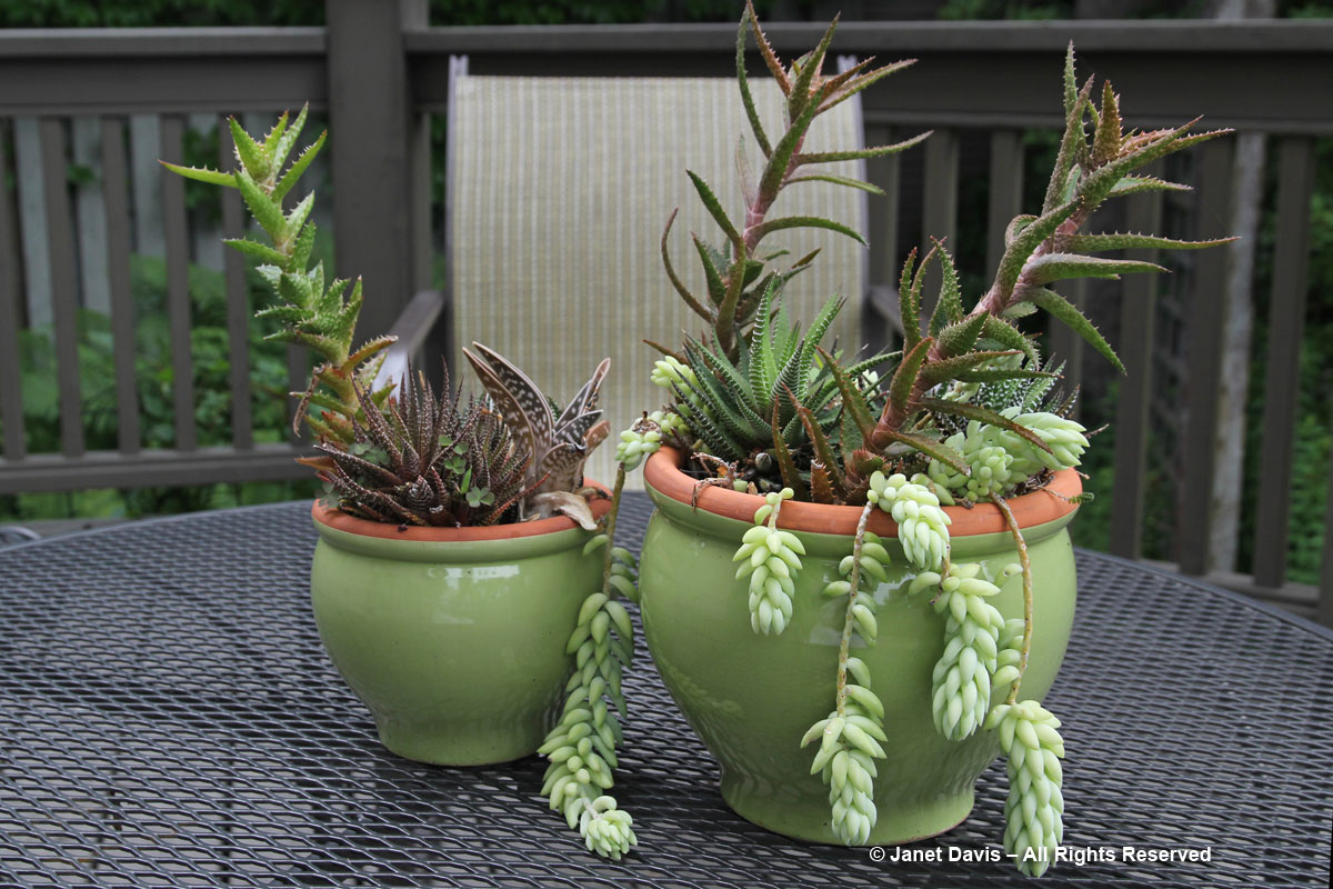 Succulents-Green Pots
