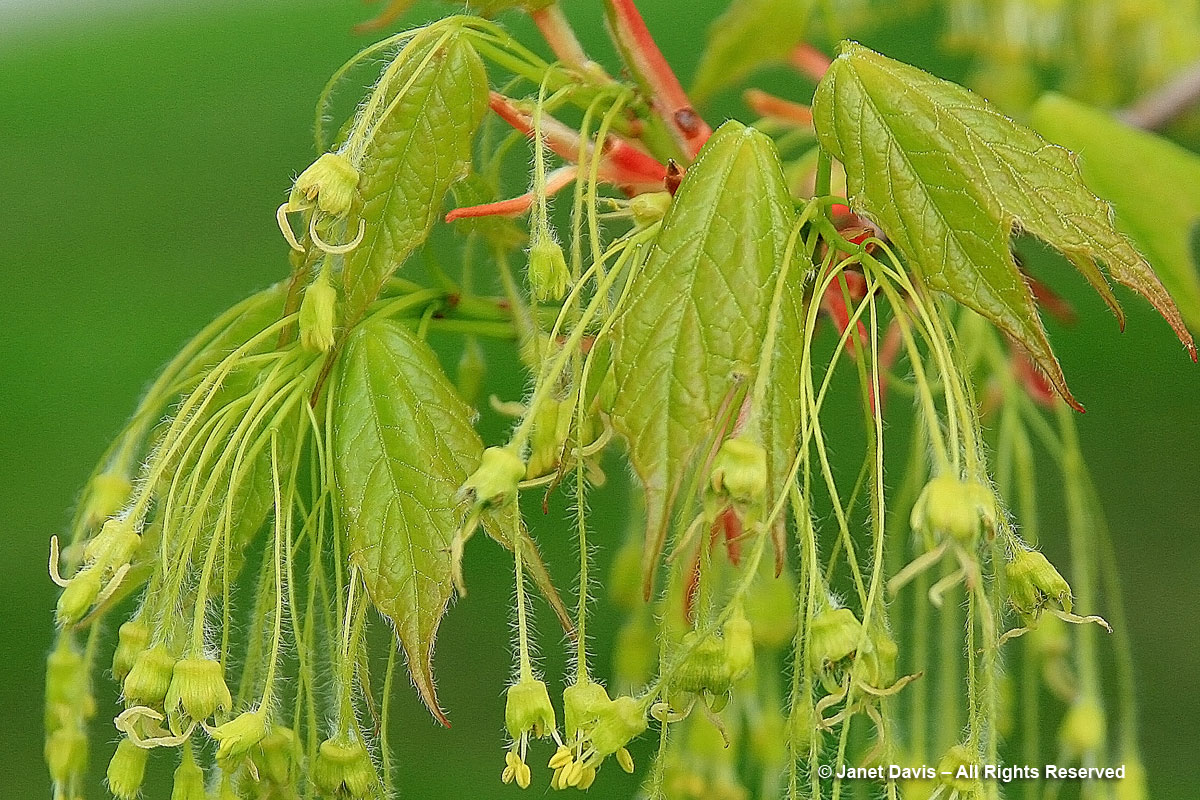 Sugar maple-Acer saccharum-flowers & leaves