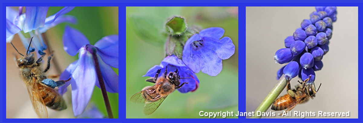 Blue Bee Plants