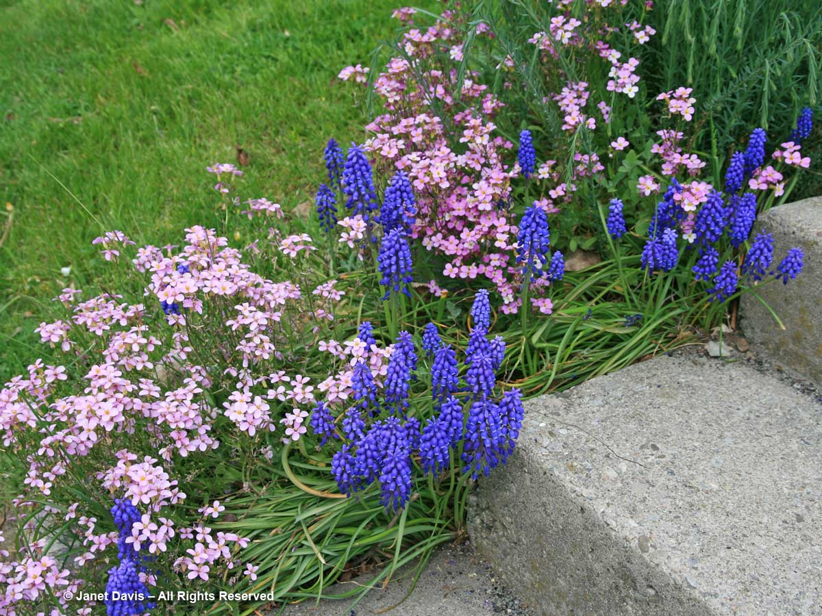 Muscari armeniacum & Arabis caucasica var. rosea