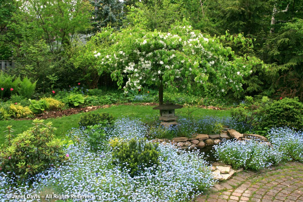 Pond-Forget-me-nots