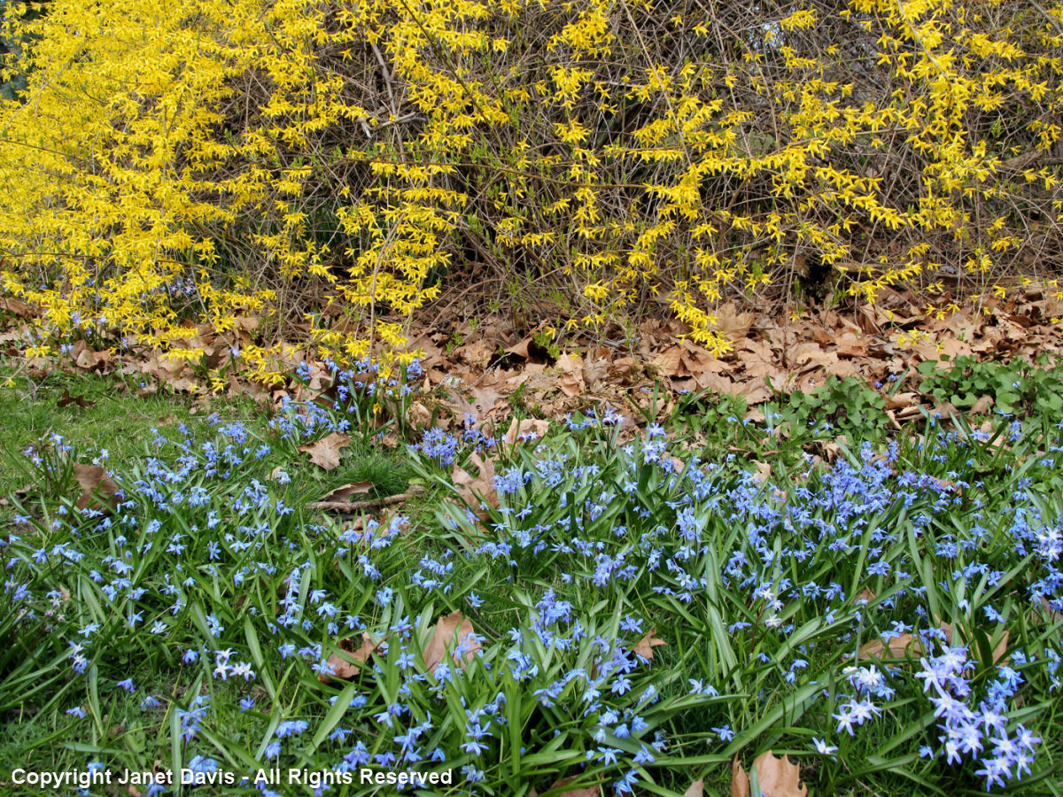 Squill-Glory of the snow-Forsythia