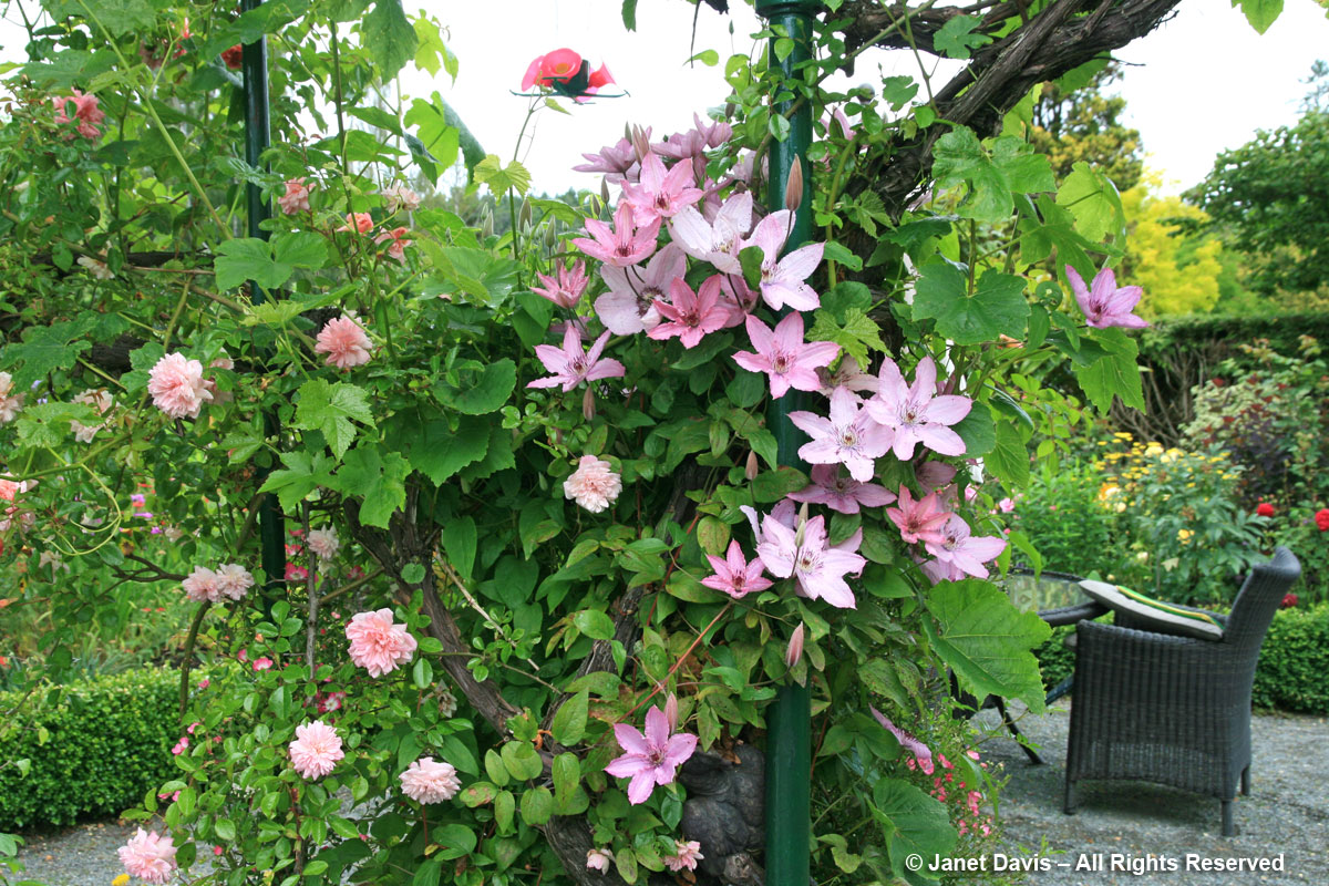 Clematis 'Hagley Hybrid' with pink rose